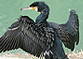 Kormoran