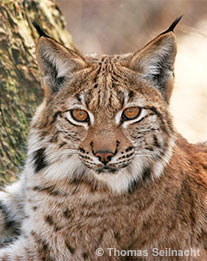 Luchs