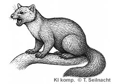 Bild vergr&ouml;&szlig;ern!