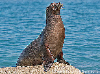 Kalifornischer Seel&ouml;we