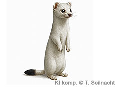 Bild vergr&ouml;&szlig;ern!