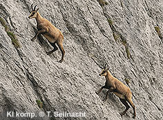 Bild vergr&ouml;&szlig;ern!