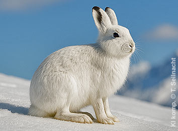 Alpenschneehase