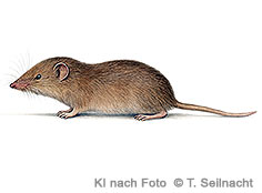 Bild vergr&ouml;&szlig;ern!