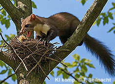 Bild vergr&ouml;&szlig;ern!