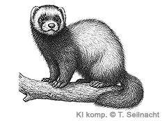 Bild vergr&ouml;&szlig;ern!