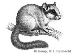 Bild vergr&ouml;&szlig;ern!