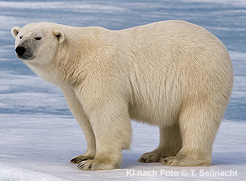 Eisbär