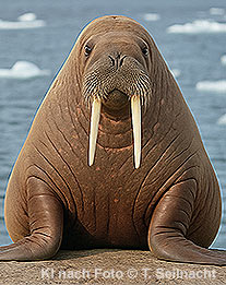 Walross Frontalansicht