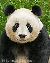 Gro&szlig;er Panda
