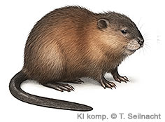 Bild vergr&ouml;&szlig;ern!