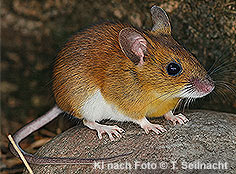 Bild vergr&ouml;&szlig;ern!