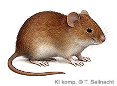 Bild vergr&ouml;&szlig;ern!