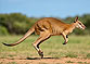 Flinkwallaby