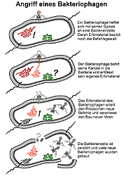 Bild vergrößern!