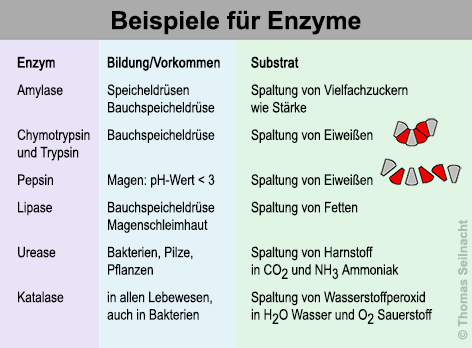 Bild vergrößern!