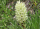 Strauß-Glockenblume