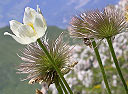 Alpenanemone