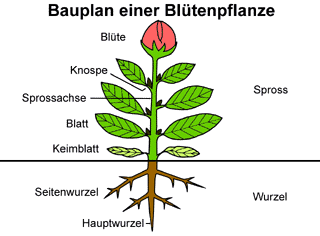 Bild vergrößern!