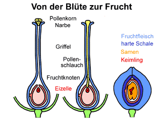 Bild vergrößern!