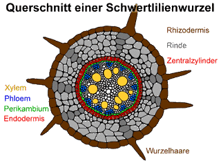 Bild vergrößern!