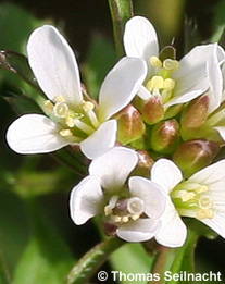 Behaartes Schaumkraut: Blüte