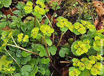 Wechselblättriges Milzkraut