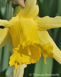 Gelbe Narzisse: Blüte