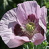 Schlafmohn