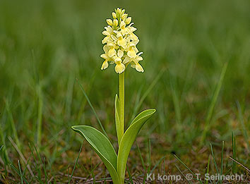 Bild vergr&ouml;&szlig;ern!