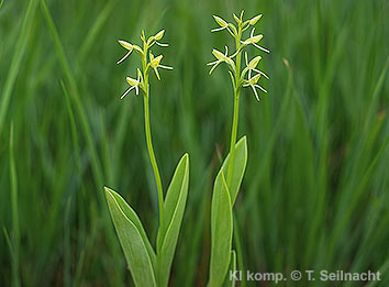 Bild vergr&ouml;&szlig;ern!