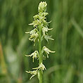 Honigorchis