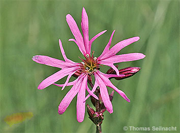Kuckucks-Lichtnelke: Blüte