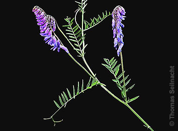 Vogel-Wicke
