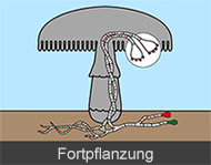 Fortpflanzung