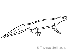 Bild vergr&ouml;&szlig;ern!