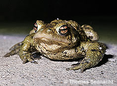 Bild vergr&ouml;&szlig;ern!