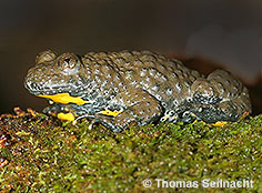 Bild vergr&ouml;&szlig;ern!