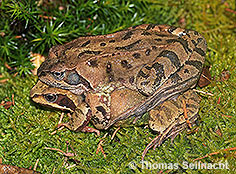 Bild vergr&ouml;&szlig;ern!