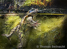 Bild vergr&ouml;&szlig;ern!