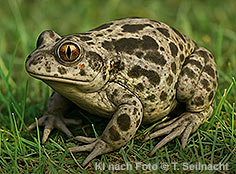 Bild vergr&ouml;&szlig;ern!