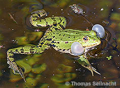 Bild vergr&ouml;&szlig;ern!