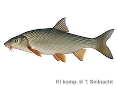 Bild vergr&ouml;&szlig;ern!