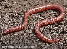 Bild vergr&ouml;&szlig;ern!