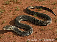 Bild vergr&ouml;&szlig;ern!