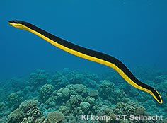 Bild vergr&ouml;&szlig;ern!