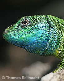 &Ouml;stliche Smaragdeidechse