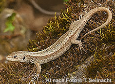 Bild vergr&ouml;&szlig;ern!