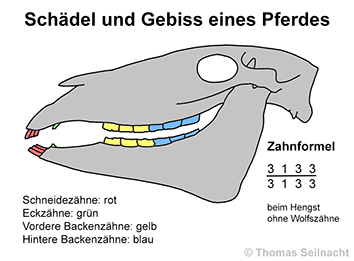 Pferd Schädel: Arbeitsblatt Lösungen