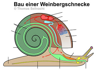 Bild vergrößern!